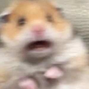 Meet your Posher, Julian